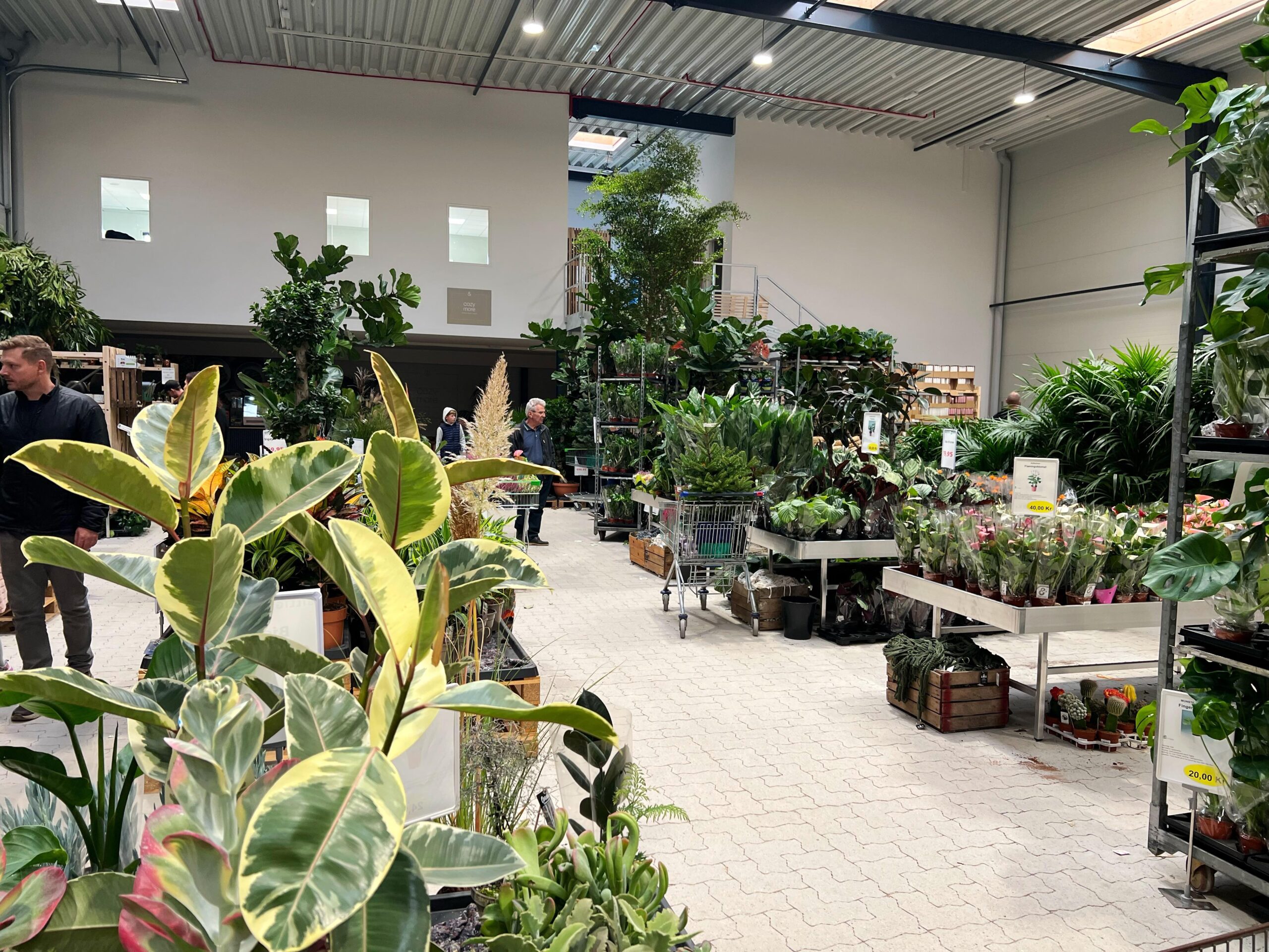 digital Sygeplejeskole lure Tag med mig i plantecenter: BilligBlomst Hillerød - Planteværk